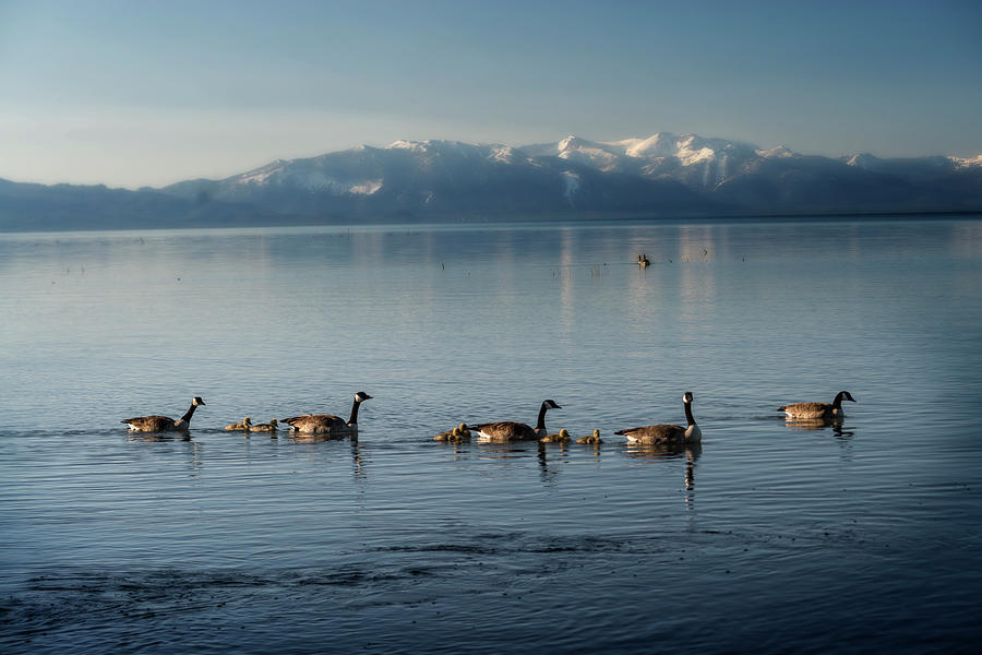 Canadian geese in Lake Tahoe with babies Photograph by Dan Friend
