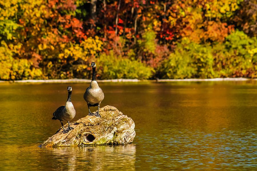 Canadian Geese Photograph by Karl Anderson
