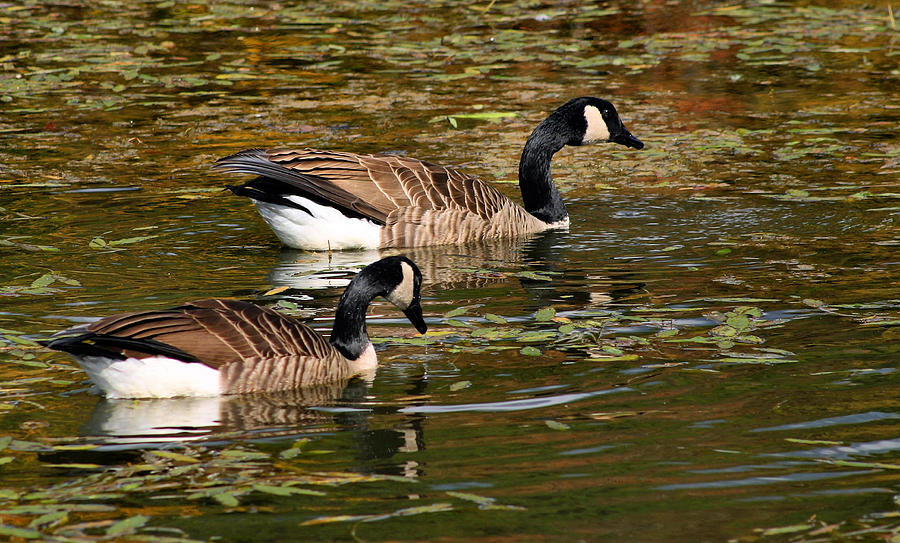 Canadian Geese Photograph by Kristin Elmquist