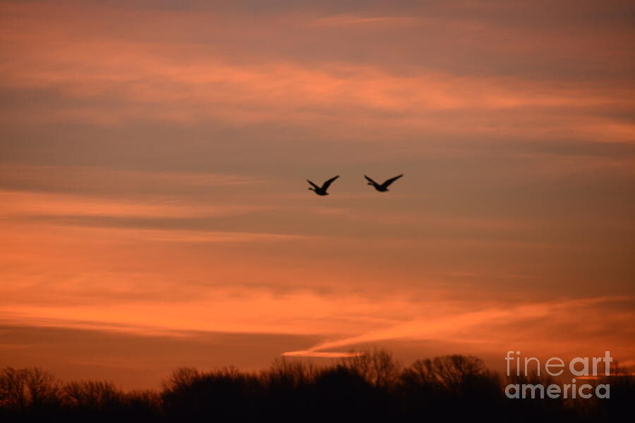Canada Geese Morning Flight Photograph by Randy J Heath