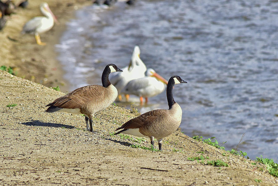 Canadian Geese on the Shore 1 Photograph by Linda Brody