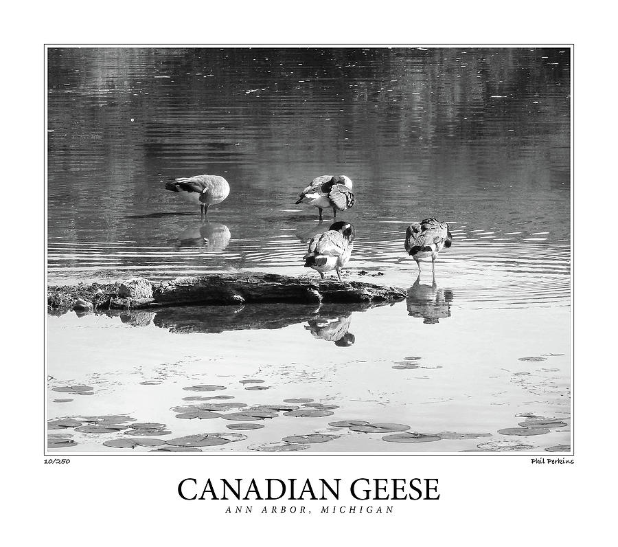 Canadian Geese Photograph by Phil Perkins