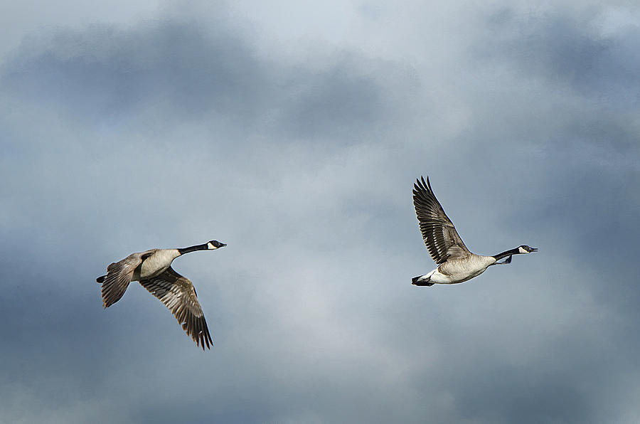 Canadian Geese Photograph by Susan McMenamin