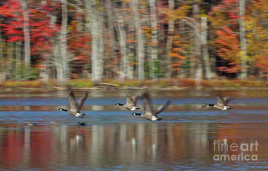 Canadian Geese Take Flight Photograph by Karen Jorstad