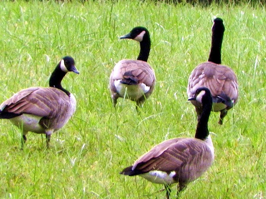 Geese Photograph - Canadian Geese by Theresa Hash