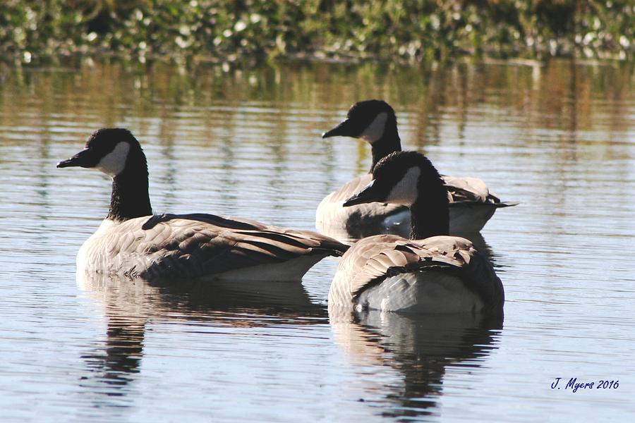 Geese Photograph - Canadian Geese Trio by Jennifer Myers