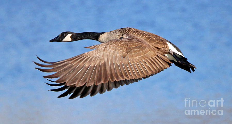 Canadian Goose  3631 Photograph by Jack Schultz