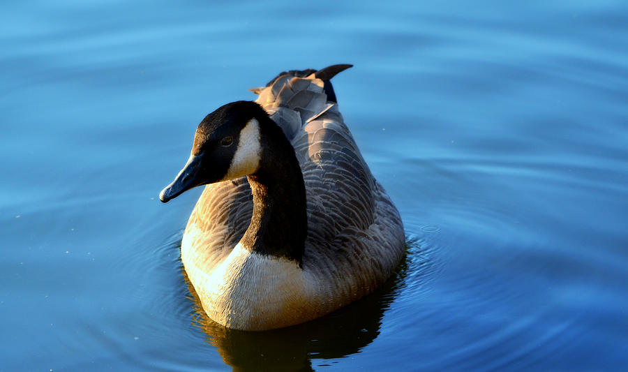 Canadian Goose Photograph by Ally  White