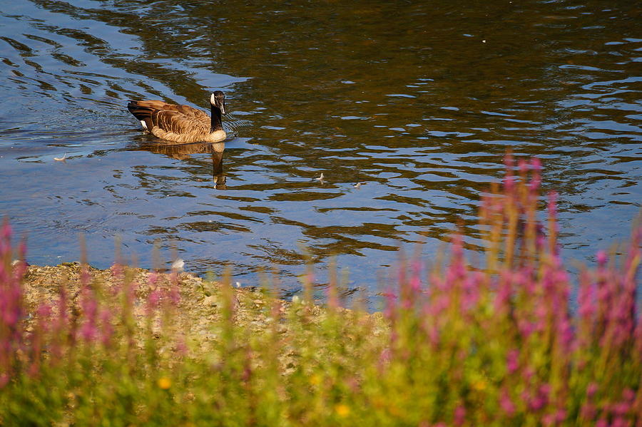 Canadian Goose Photograph by Beth Collins