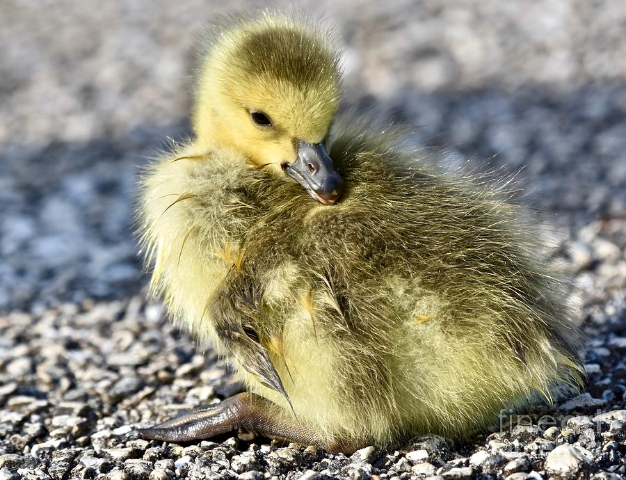 Canadian goose chick sitting down Photograph by JL Images - Fine Art ...