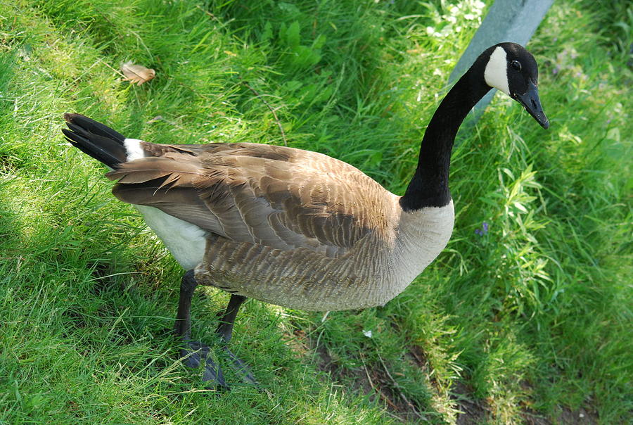 Canadian Goose Photograph by Ee Photography
