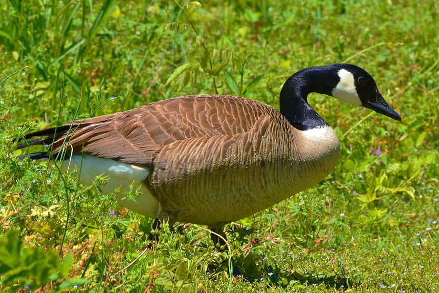 Canadian Goose Photograph by Eileen Brymer