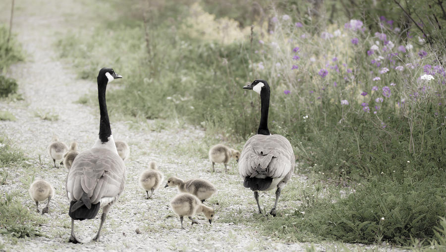 Canadian Goose Family out for a Stroll Photograph by Tracy Winter