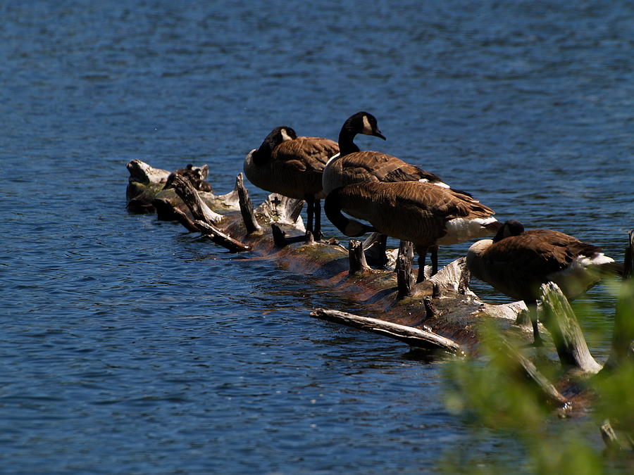 Canada Goose Family Line-up Photograph by Richard Thomas