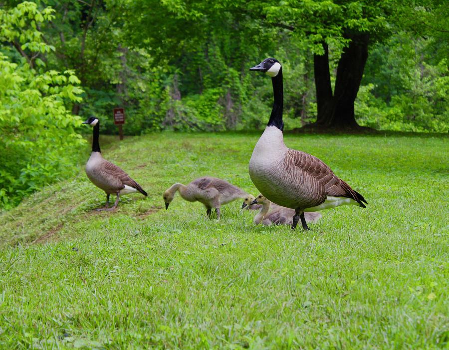 Canadian Goose Gaggle at Hollins Mill Park Photograph by M E
