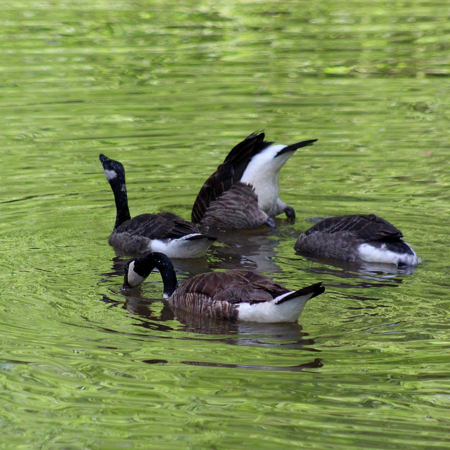 Canadian Goose Gaggle Fishing at Hollins Mill Park Photograph by M E