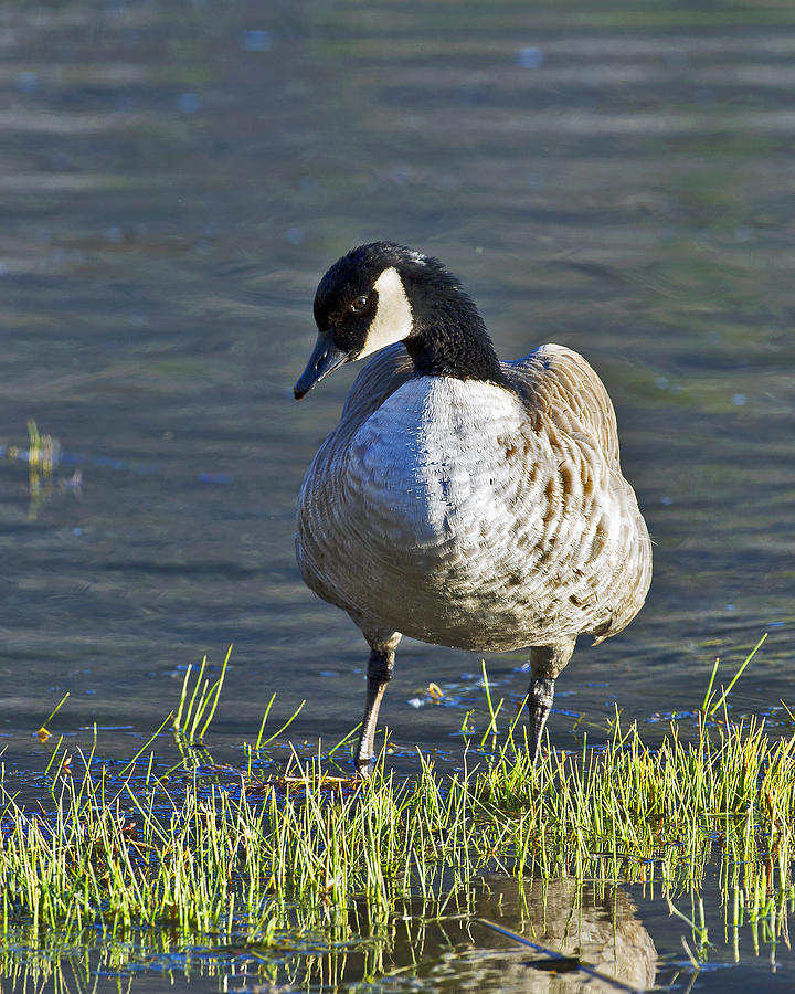 Canadian goose Photograph by Gary Langley