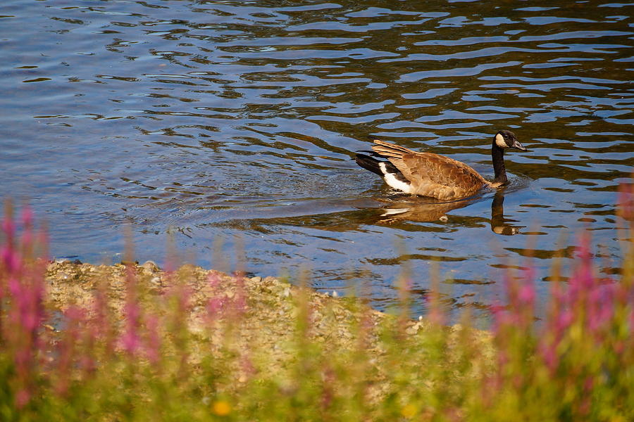 Canadian Goose I Photograph by Beth Collins