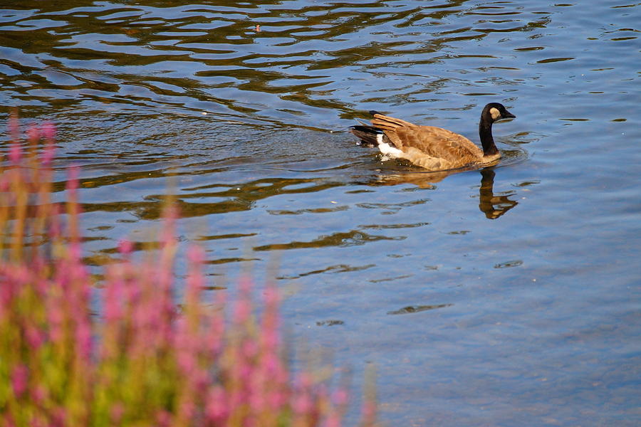 Canadian Goose II Photograph by Beth Collins