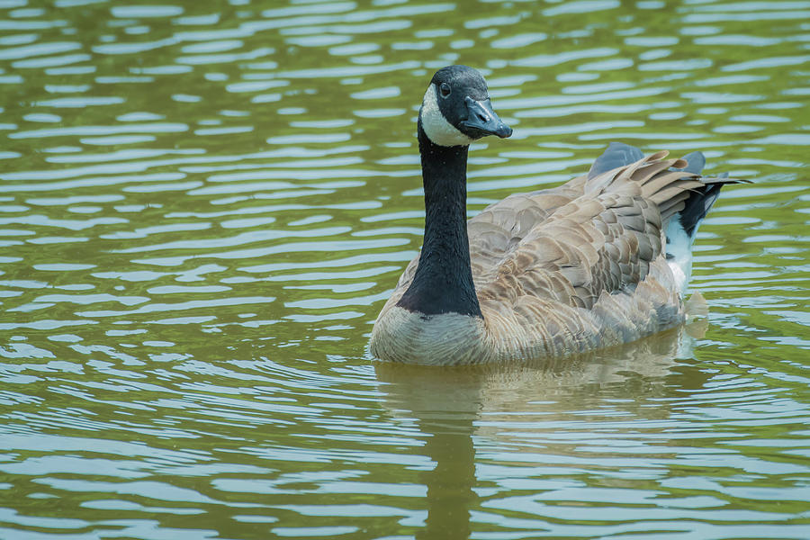 Canadian Goose img 1 Photograph by Bruce Pritchett