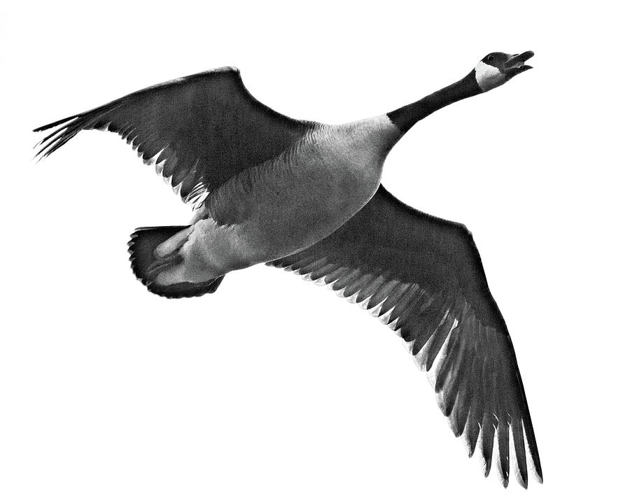 Canadian Goose in Black and White Photograph by Matt Plyler - Pixels