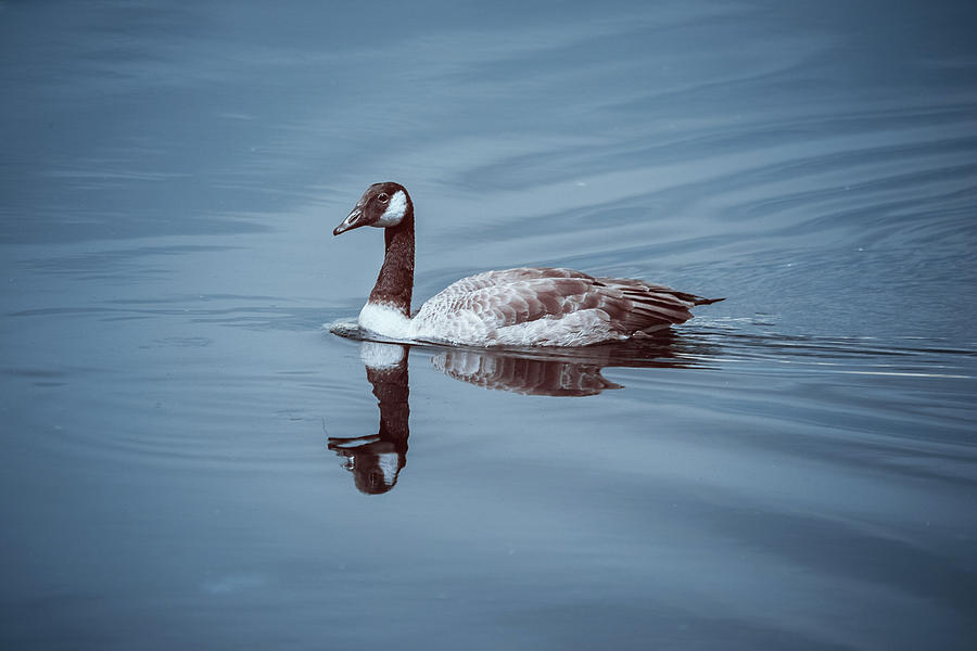 Canadian Goose in IR Photograph by Brian Hale