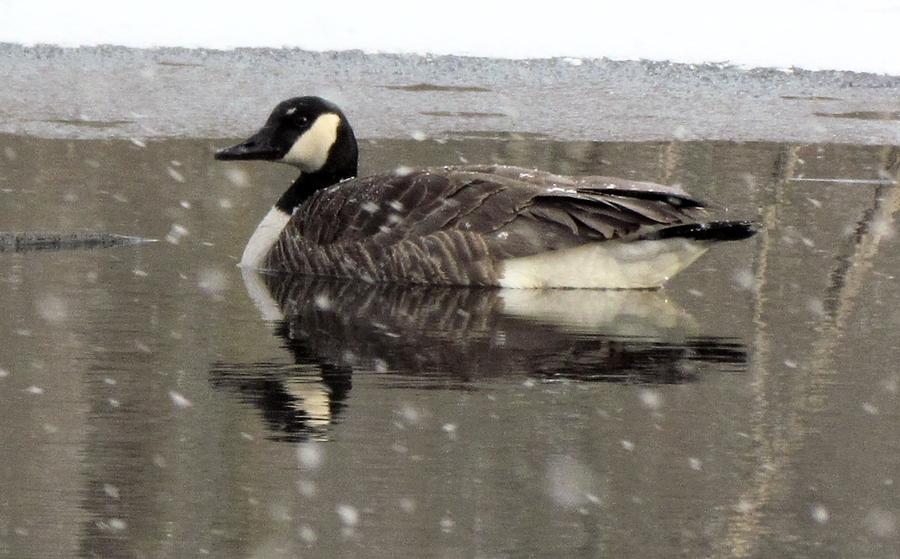 Canadian Goose in Michigan Photograph by Belinda Cox