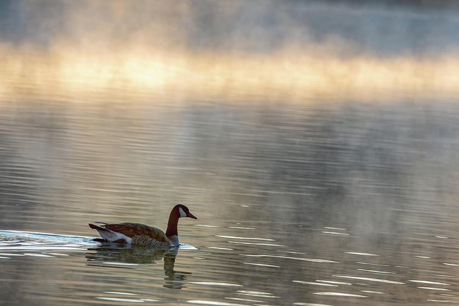Canadian Goose in Misty Lake Photograph by Philip Rodgers