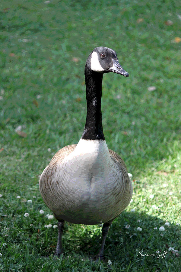 Canadian Goose in the Lowcountry Photograph by Suzanne Gaff