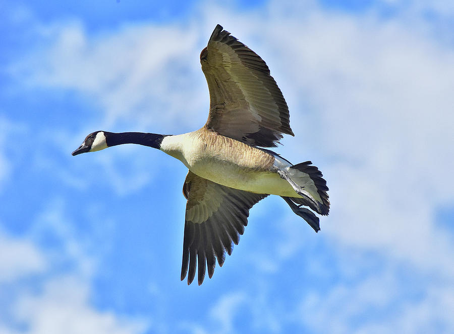 Canadian Goose InFlight 2 Photograph by Linda Brody
