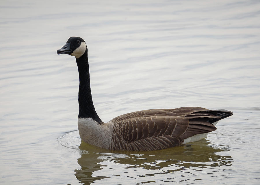 Canadian Goose Photograph by Holden The Moment