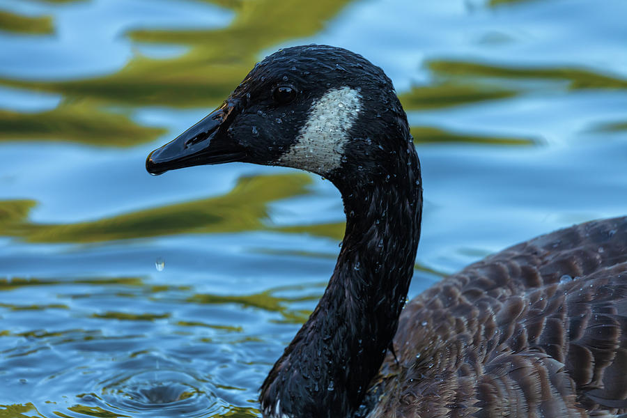 Canadian Goose Photograph by Jonathan Nguyen
