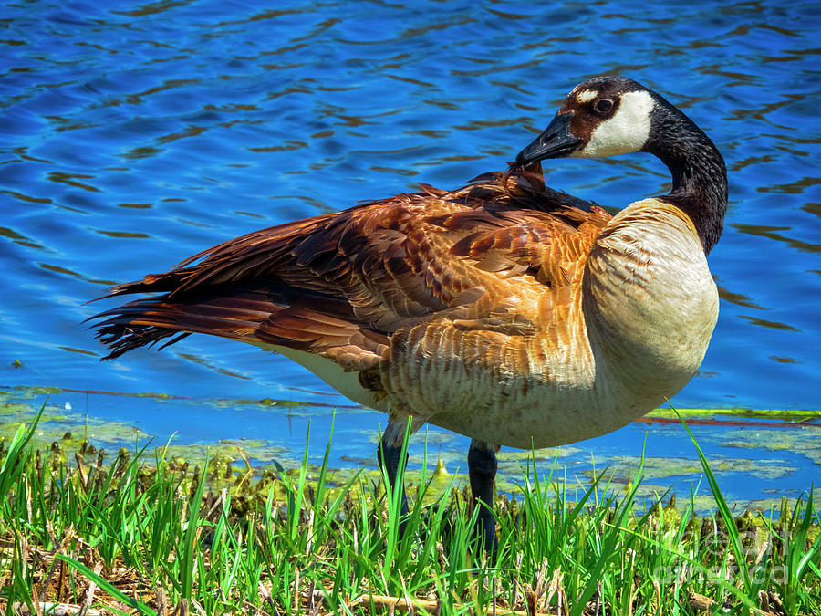 Canadian Goose Photograph by Kasia Bitner