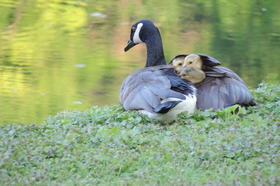 Canadian Goose Mother and Babies Photograph by Randy J Heath
