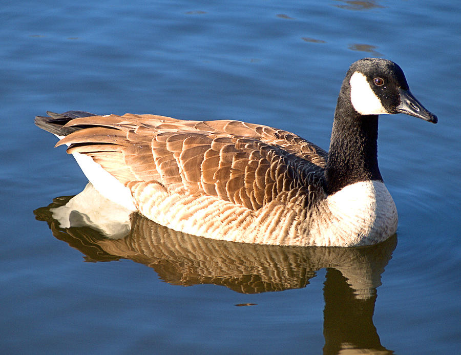 Canadian Goose Photograph by  Newwwman