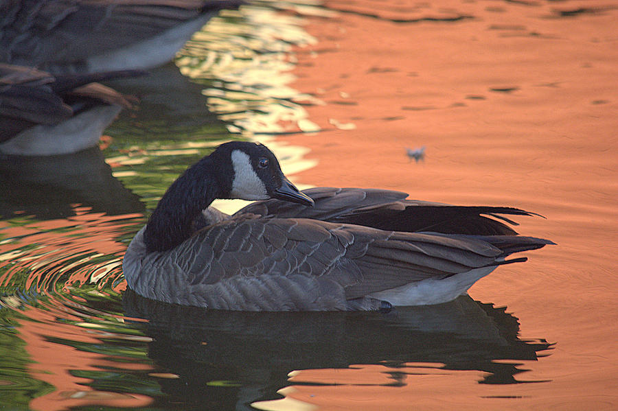 Canadian Goose on Sunset Reflection Pond Photograph by Lori Seaman