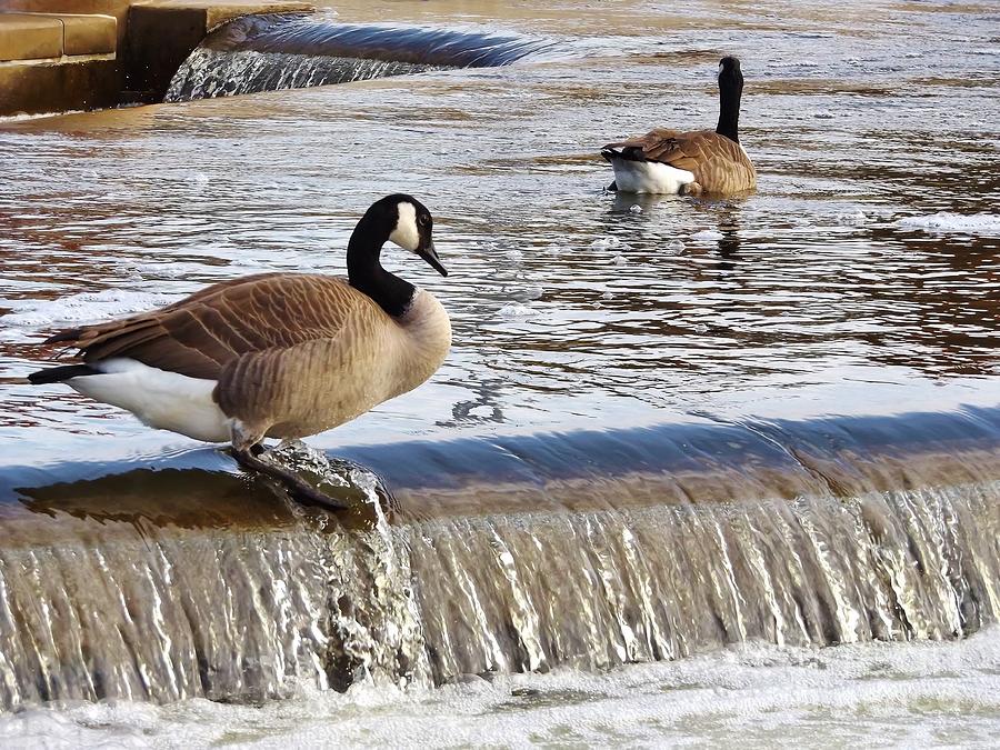 Goose Photograph - Canadian Goose Pair At River Aeration Steps    Autumn   Indiana by Rory Cubel