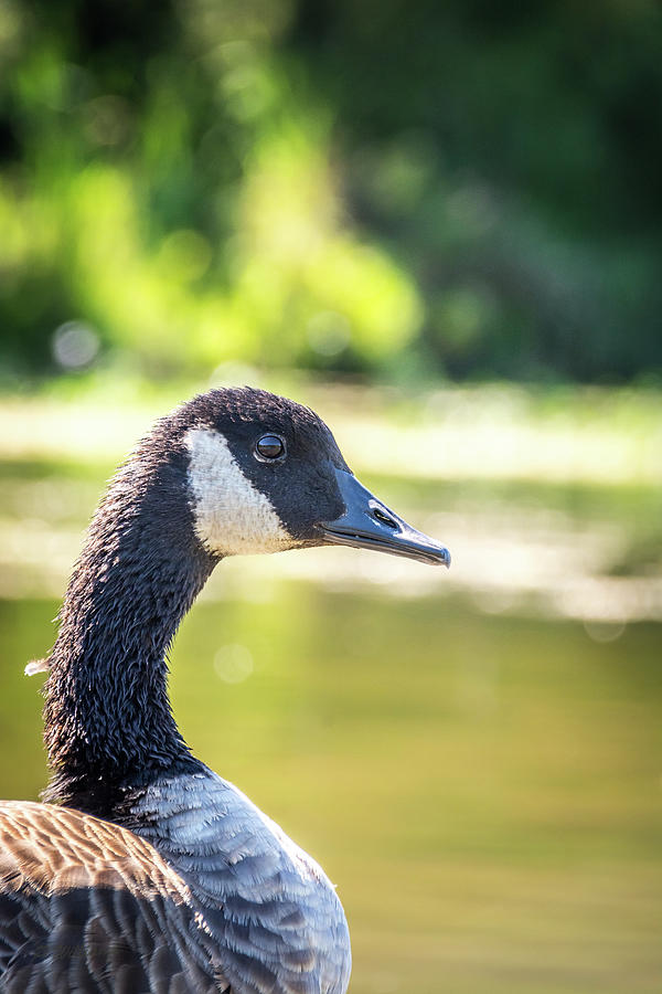 Canadian Goose Photograph by Pamela Williams
