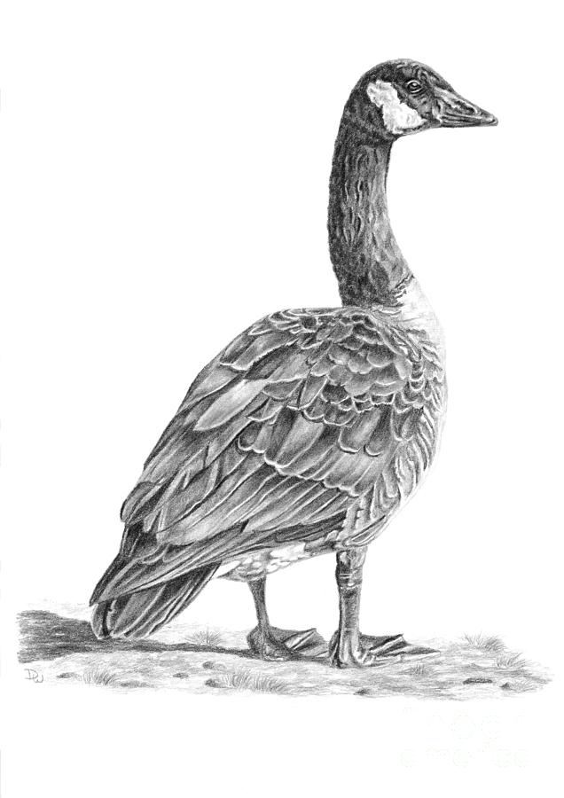 Canadian Goose Drawing by Pencil Paws
