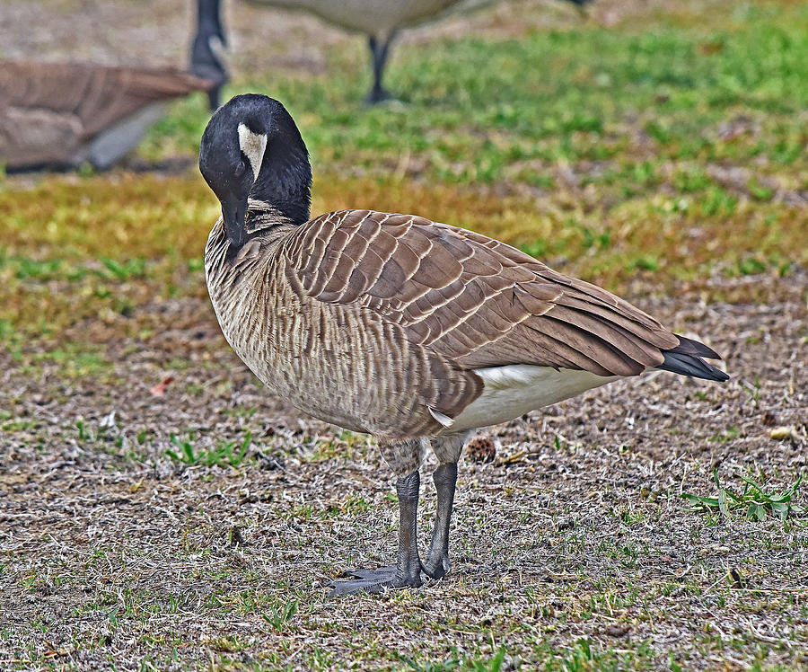 Canadian Goose Preening 4 Photograph by Linda Brody