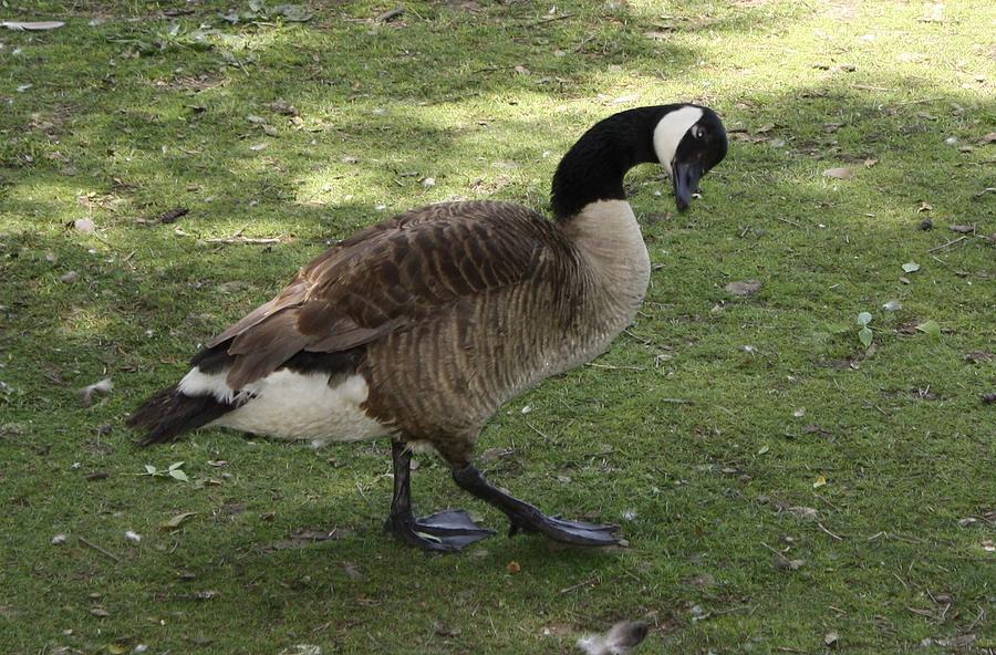 Canadian Goose Photograph by Independent Lens Photography | Fine Art ...