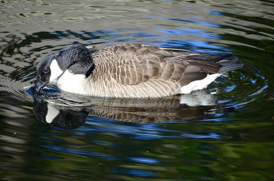 Canadian Goose Reflecting in Calm Waters Photograph by Richard Bryce and Family