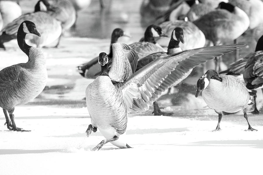 Canadian Goose Showoff Photograph