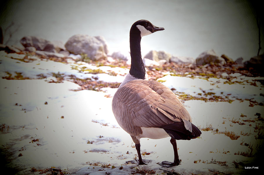 Canadian Goose Snow Stroll Photograph by Lesa Fine
