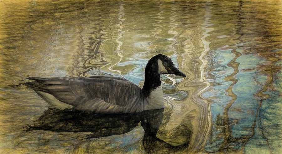 Canadian Goose Painting by Steven Richardson