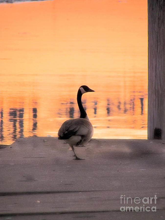 Canadian Goose Sunset Photograph by Elizabeth Dow