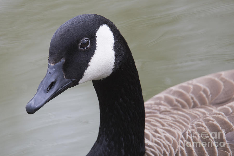 Goose Photograph - Canadian Goose by Twenty Two North Photography