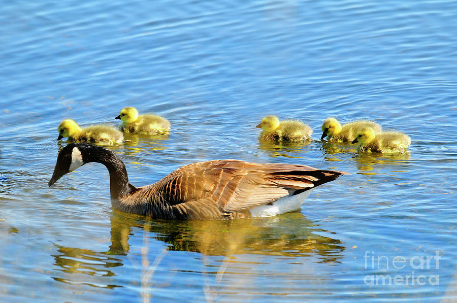 Canadian Goose with Chicks Photograph by Dennis Hammer