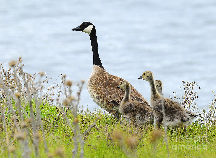 Canadian Goose with Young Photograph by Dennis Hammer
