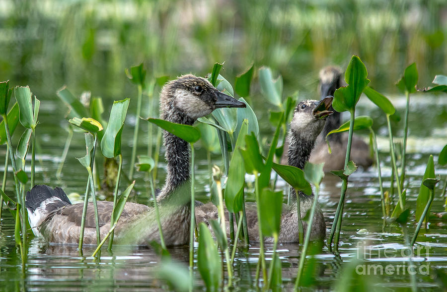 Canadian Goose Youngsters Photograph by Cheryl Baxter